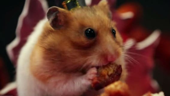 CUTE OVERLOAD! Watch hamsters enjoy a tiny Thanksgiving meal