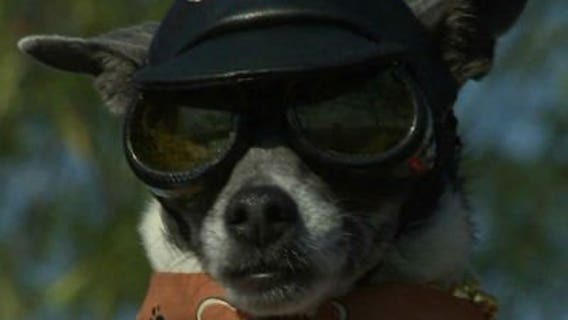 Tiny service dog named Milwaukee draws attention at Harley 110th