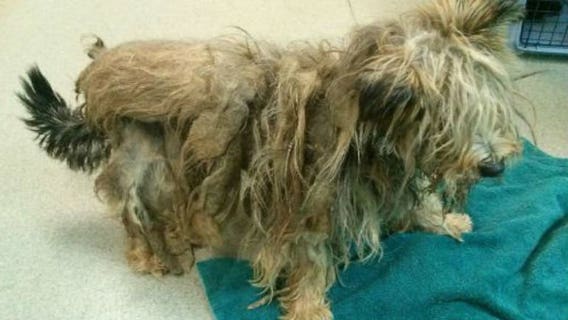 "More than happy to help out:" HAWS takes in 23 dogs in Jefferson County rescue situation