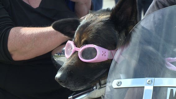 Harley-Davidson dogs ride in style with their beloved owners 'just to make people smile'