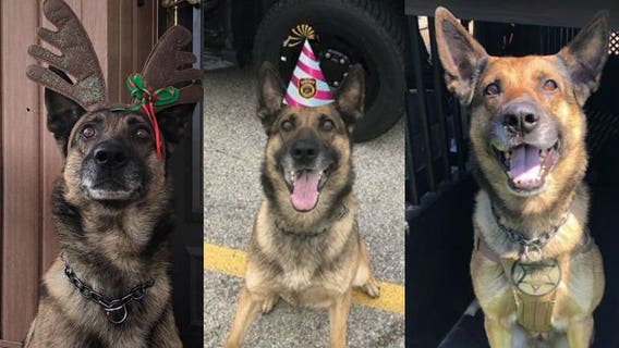 K-9 Deputy 'Justice' on the mend after being stabbed in Waukesha County standoff