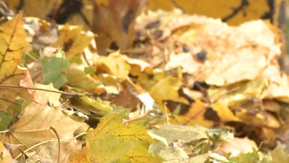 Waukesha fall leaf collection starts Monday; here's what to know