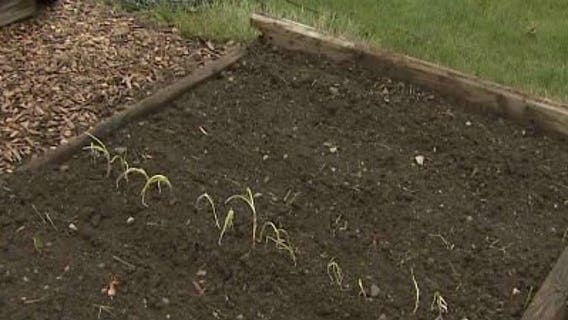 In the Garden: Leeks & Cole Crops