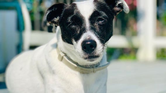 UPDATE: Dog that was rescued from house fire and ran away is reunited with family