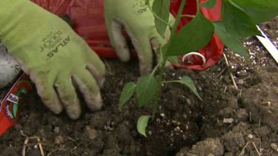 Planting and protecting tomatoes, peppers and eggplants