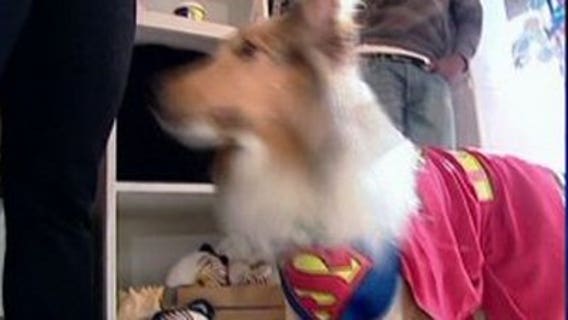 Pet owners expected to spend $370 million on costumes for pets