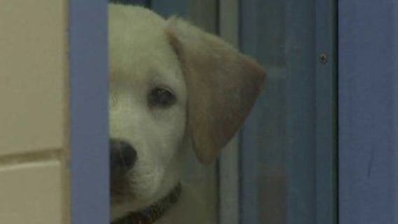 Wisconsin Humane Society urging pet owners to be proactive against cold