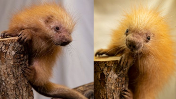 It's a girl! Disney's Animal Kingdom welcomes baby porcupine