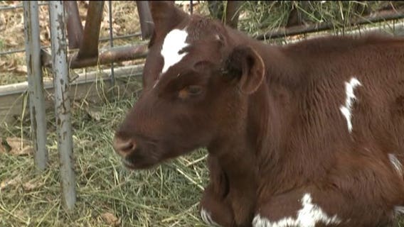 Every K5 student at MPS will see their curriculum come alive at a working farm