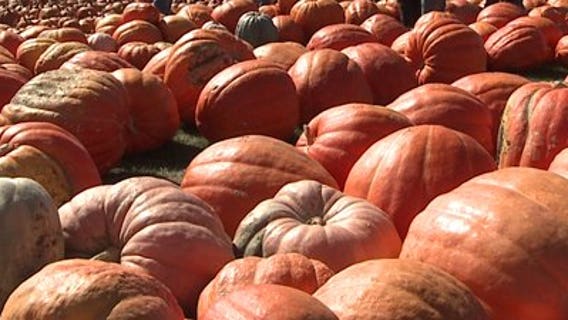 POLL: Trick-or-treat! How old is too old to go door-to-door?