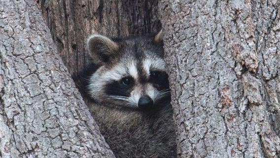 Fewer insurers cover raccoon damage; it could cost you thousands