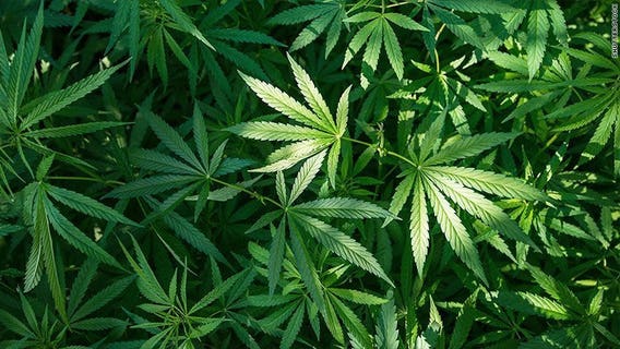 'People are asking for medical marijuana:' GOP support grows with unveiling of 1st bill by Republicans