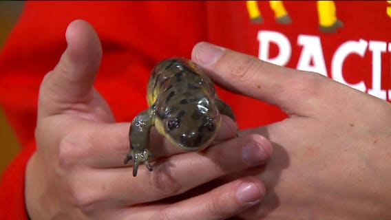 Discover box turtles and salamanders at the Racine Zoo