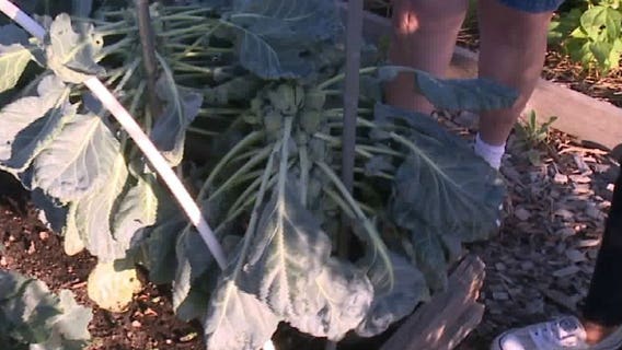 Brussels sprouts will continue to grow for at least another month; see a simple trick