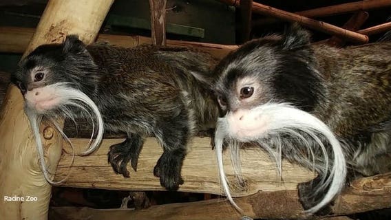 Happy birthday: TWIN baby tamarins, born at the Racine Zoo, turn ONE!