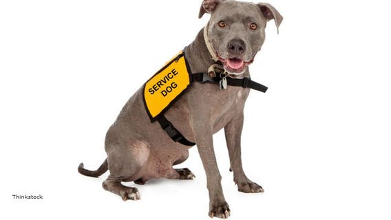 Mitchell Airport now has indoor "Service Animal Relief Area" with synthetic grass