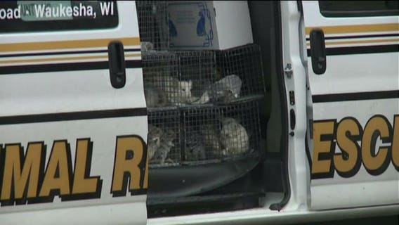 More than 300 chinchillas removed from Waukesha home; official calls it worst he's seen in 30 years