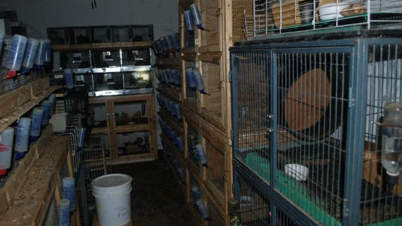 Uninhabitable: Police say 3 children live in home where 331 chinchillas found; parents could face charges