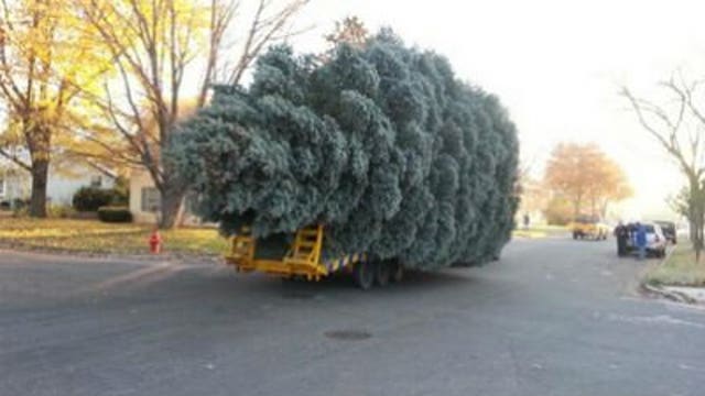 Nominate your tree! It could shine brightly in Milwaukee's Red Arrow Park