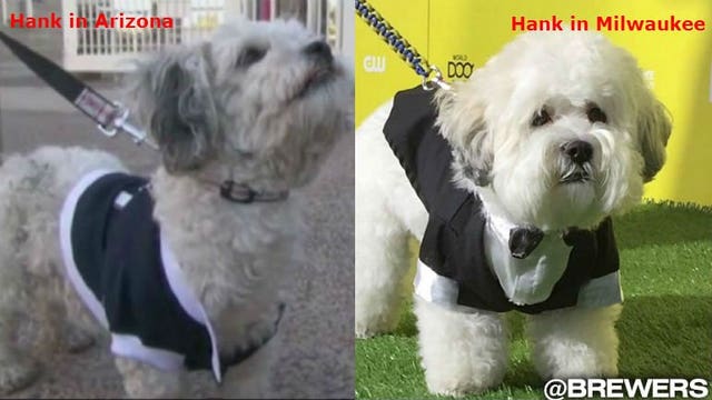 "I'm not dead!" Brewers to host news conference to address speculation regarding "Hank 1"