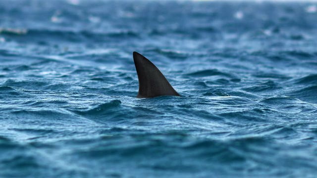 90% of sharks mysteriously wiped out nearly 20 million years ago: researchers