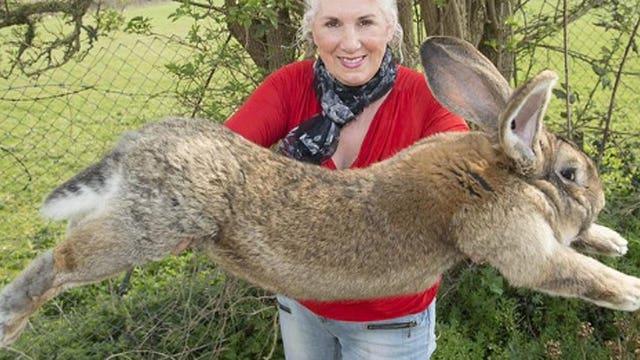 Iowa businessmen sue United Airlines over death of giant rabbit after flight from London to Chicago