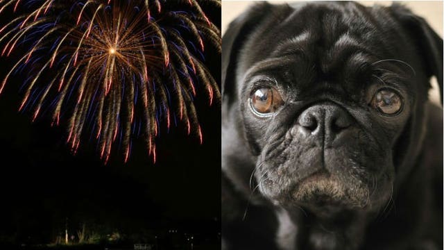 "Her body starts shaking:" FDA approves new drug to help pets with anxiety due to fireworks