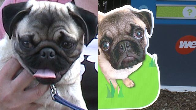 Call before you dig: Meet Chubbs, the 5-month-old pug named We Energies' 'ambassadog'