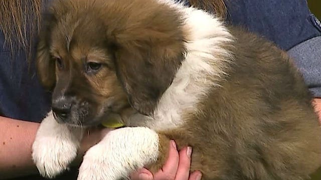 Pup's Picks: Will Lions sweep Packers for the first time since 1991?! Let's ask the pups!