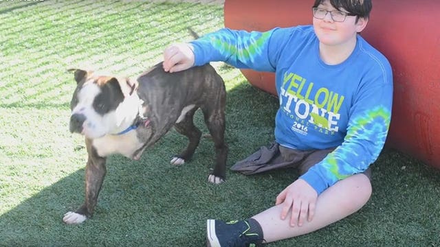 3-legged dog finds forever home with boy who lost leg to cancer