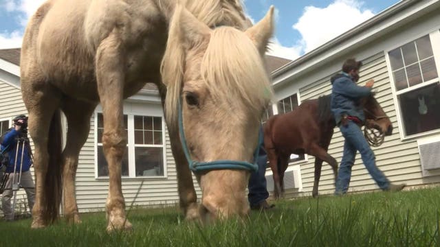 'So cool:' Horses pay window-by-window visit to residents of senior community
