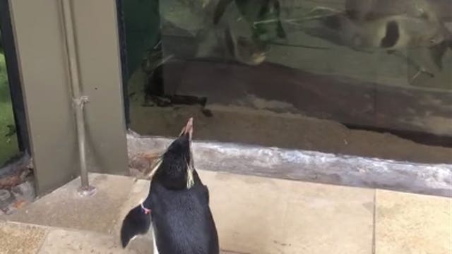 Adorable! Penguin takes 'field trip' around empty aquarium to visit neighbors