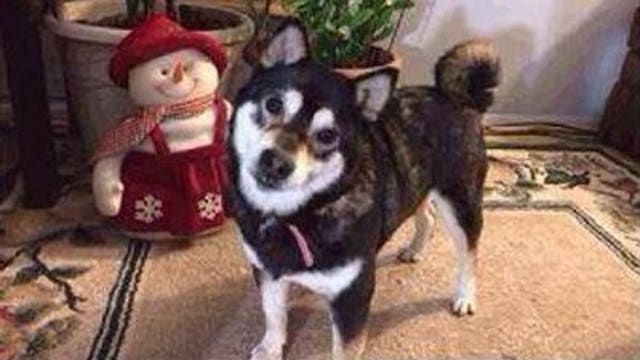 Search underway for Shiba Inu, missing since Friday