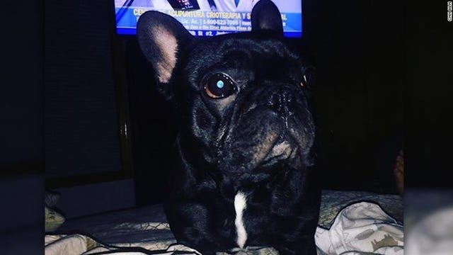 Dog dies after flight attendant insists woman put carrier in overhead bin