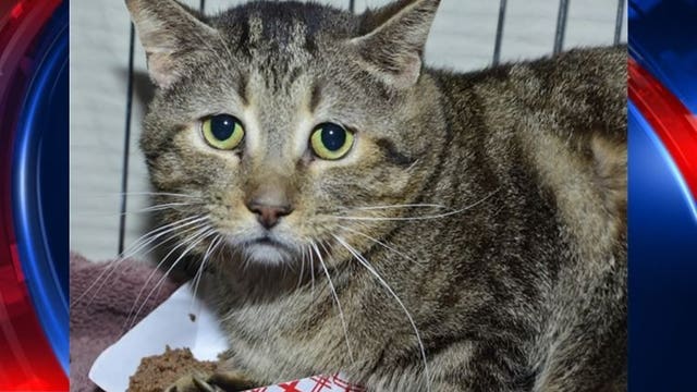 Report: Cat in Belgium 1st known to test positive for coronavirus