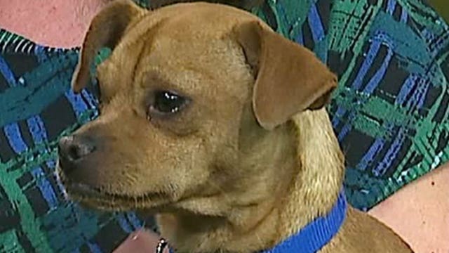 Pup's Picks: Two tough losses for Packers on the road; can we get the "W" vs. Lions at Lambeau?