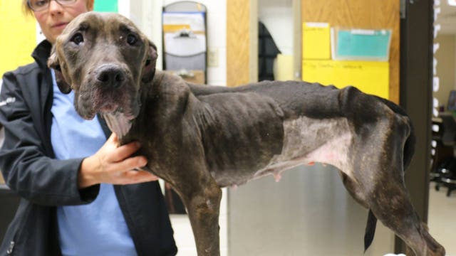 Abandoned, emaciated pit bull found in Glendale likely has liver cancer