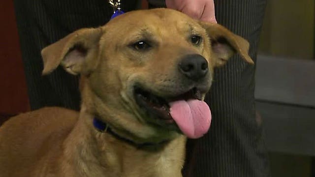 Pup's Picks: Packers vs. Cowboys in a playoff matchup! Who will Joey pick?!