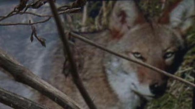 Wisconsin DNR issues coyote alert for Racine County