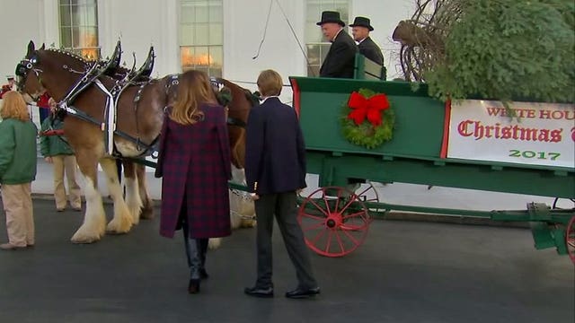 First Lady Melania Trump takes custody of White House Christmas tree -- from Wisconsin! 🎄