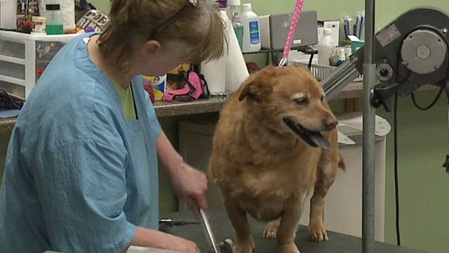 As some businesses reopen, Wauwatosa groomer reports, 'We're booked into the middle of June'