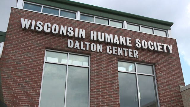 Humane Society welcoming rescue dogs from Texas