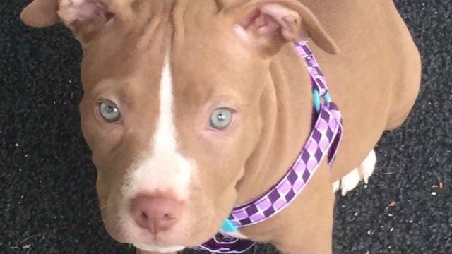 "Who does that?!" Family desperate to find puppy, swiped from home during brazen burglary