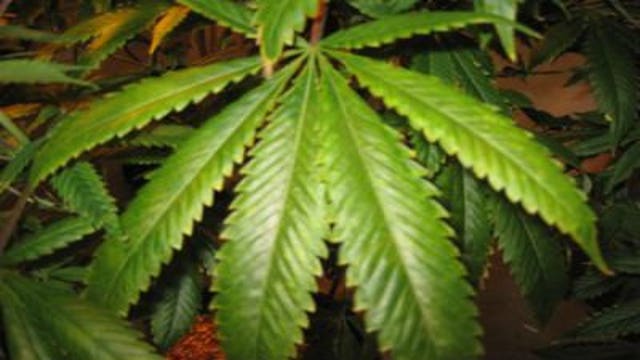 Is Wisconsin ready for the legalization of marijuana? Legislators weigh in