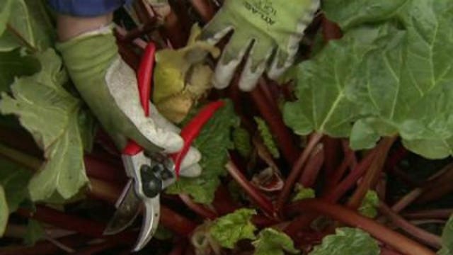 Rhubarb, Bulbs, Strawberries, & Asparagus