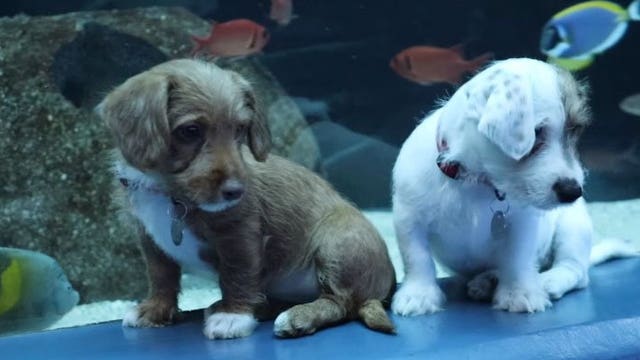 Georgia Aquarium welcomes shelter puppies while it’s closed