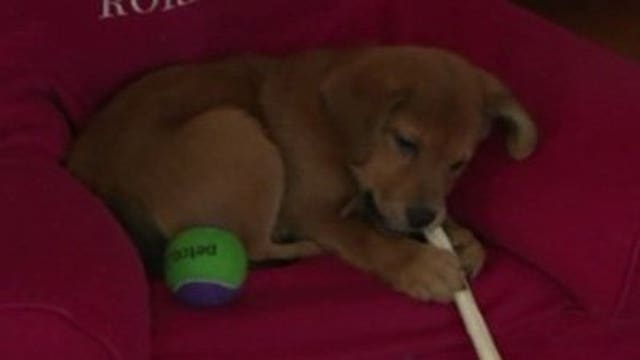 Kids get puppy after successful social media campaign