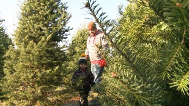 Picking the perfect tree to get into the spirit of Christmas