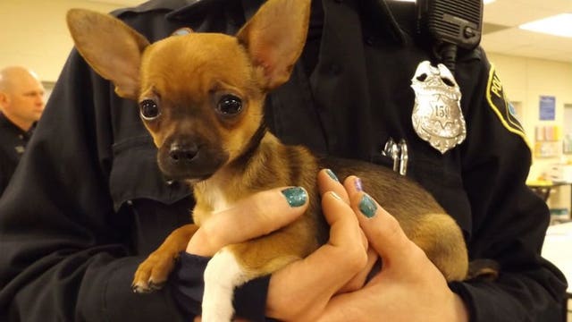 "Part of our life's back:" Milwaukee police reunite stolen dog with owner; 20-year-old woman in custody