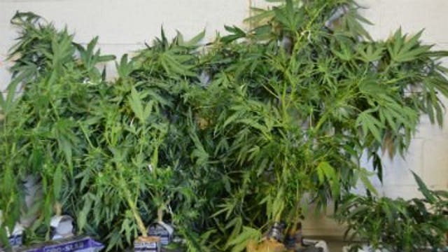 Marijuana growing operation discovered in Racine County